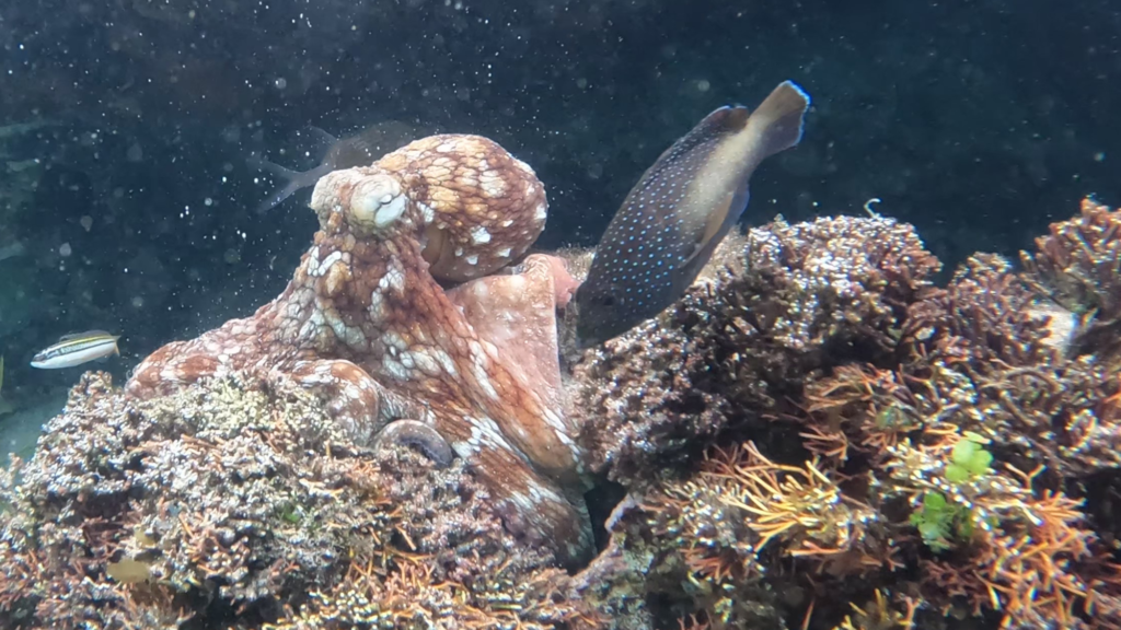 Young wild octopuses may form a ‘fight club’ and slap territorial fish if they get too close Young wild octopuses may form a ‘fight club’ and slap territorial fish if they get too close