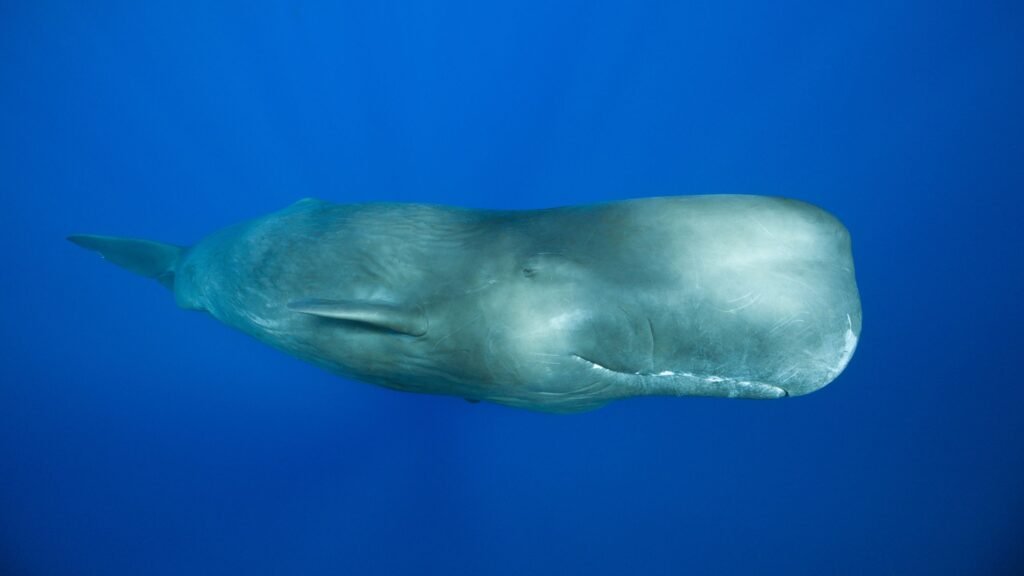 ‘Like a jail door slamming’: Male sperm whales’ mysterious rhythmic clanging is the loudest communication sound of any animal ‘Like a jail door slamming’: Male sperm whales’ mysterious rhythmic clanging is the loudest communication sound of any animal