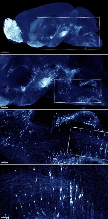 Bruker advances whole-organism 3D imaging with enhanced tissue-clearing workflows Bruker advances whole-organism 3D imaging with enhanced tissue-clearing workflows
