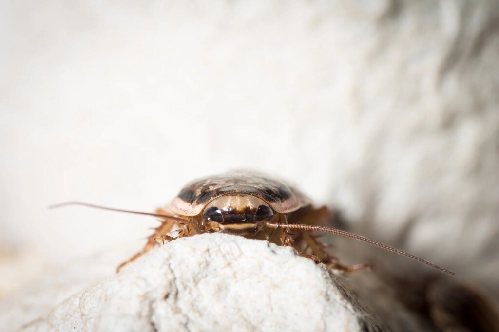 Cockroaches have a reputation for surviving almost anything, but this diet proved deadly