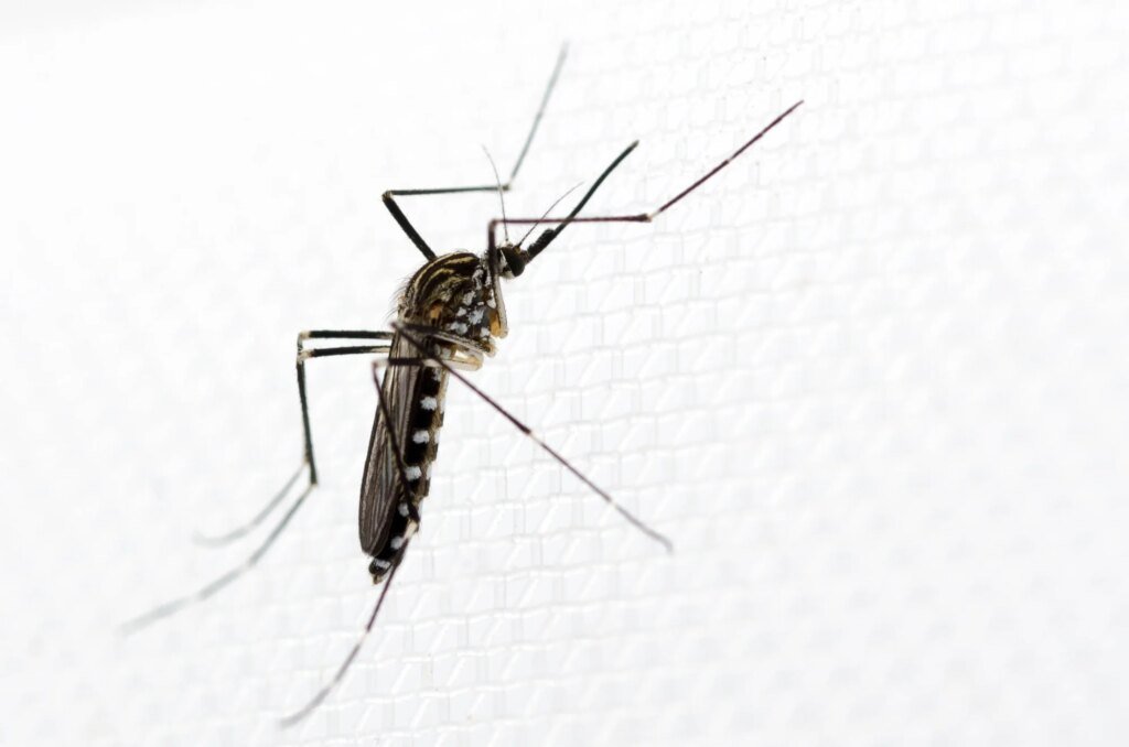 Europe has a new mosquito problem, but it may not be the one you think