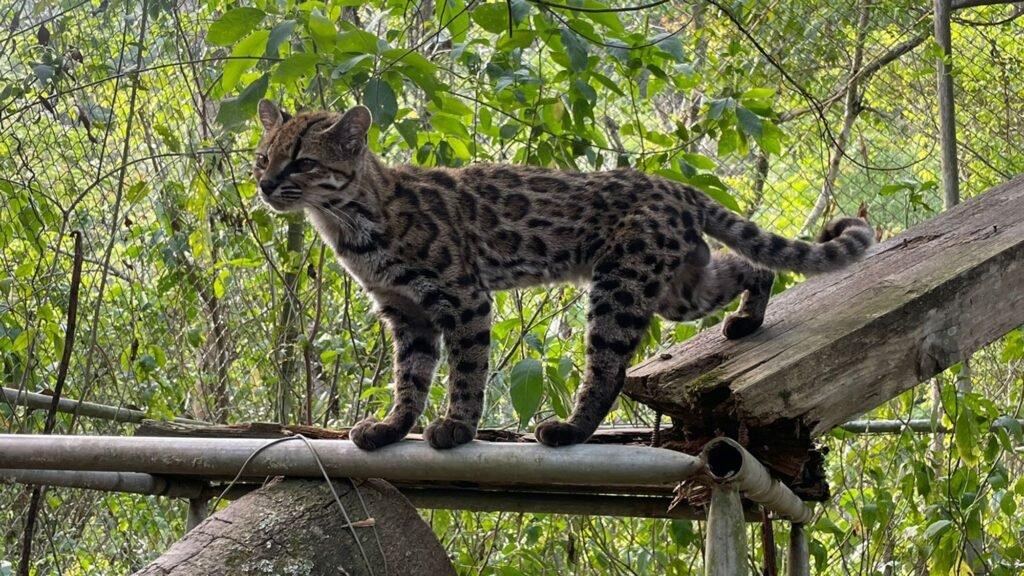 Scientists name a new cat species for the first time in over a century