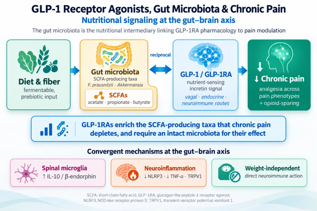 GLP-1 drugs may influence chronic pain through gut-brain and immune pathways