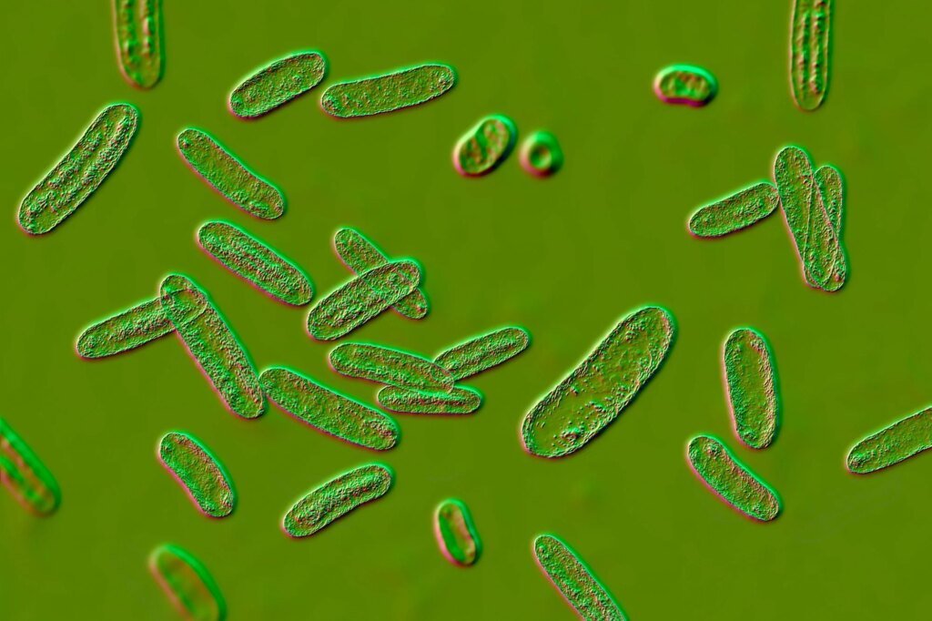Gut infection leaves long-lasting immune ‘memories’ at the brain’s borders in mice Gut infection leaves long-lasting immune ‘memories’ at the brain’s borders in mice