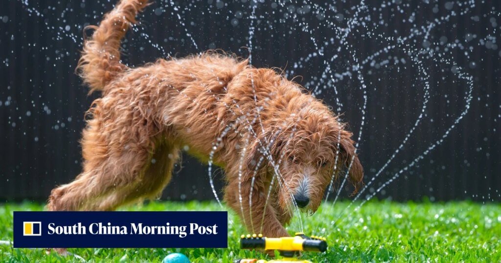 How to take care of your dog during Hong Kong’s summer heat and thunderstorms