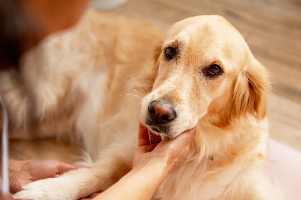 Human crying catches dogs’ attention across homes, shelters, and streets Human crying catches dogs’ attention across homes, shelters, and streets