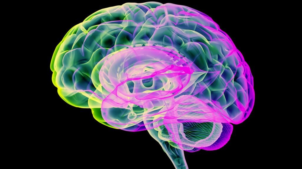 Brain shrinkage tied to aging ‘pauses’ as a woman nears menopause, study finds
