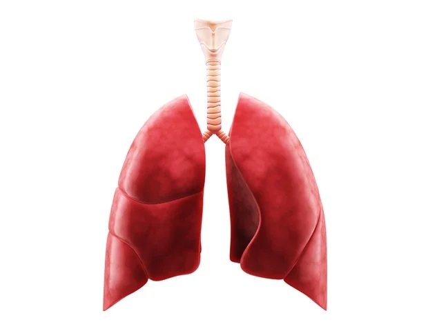 Innovative device improves real-time monitoring of donated lungs Innovative device improves real-time monitoring of donated lungs