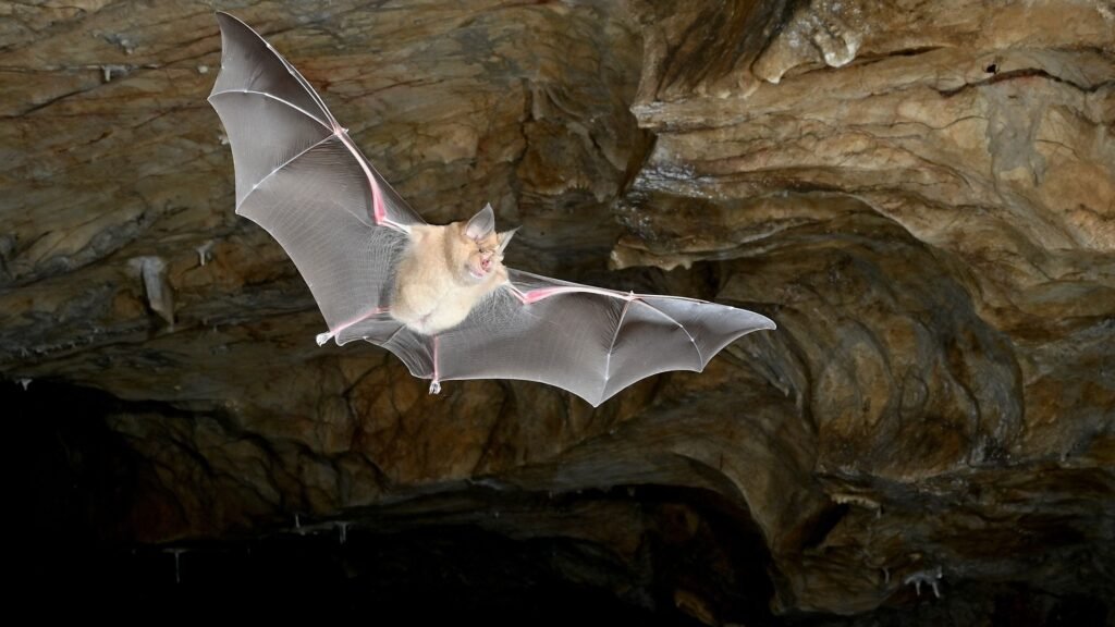 Earth’s first bats didn’t come from where we thought, landmark genetic study reveals