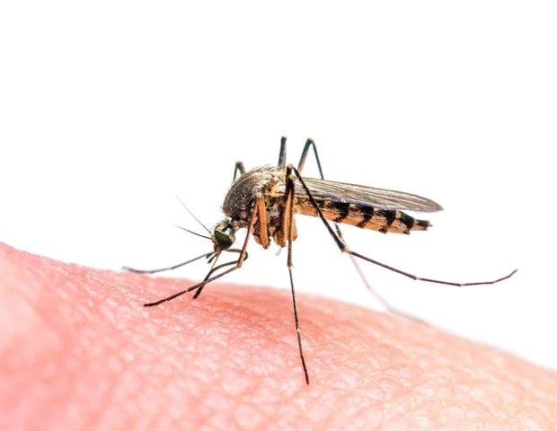 Mosquito excrement offers new way to detect circulating viruses Mosquito excrement offers new way to detect circulating viruses
