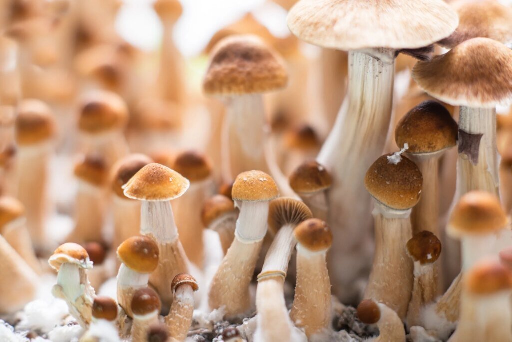 Psilocybin protects sensory nerves from chemotherapy damage in preclinical study Psilocybin protects sensory nerves from chemotherapy damage in preclinical study
