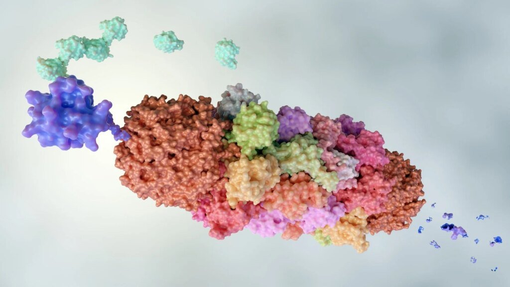 Rentosertib shifts multiple proteomic aging clocks toward younger age profiles in IPF trial Rentosertib shifts multiple proteomic aging clocks toward younger age profiles in IPF trial
