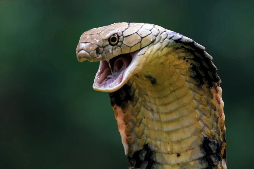 Researchers mine cobra toxins to uncover a membrane-disrupting antimicrobial peptide Researchers mine cobra toxins to uncover a membrane-disrupting antimicrobial peptide