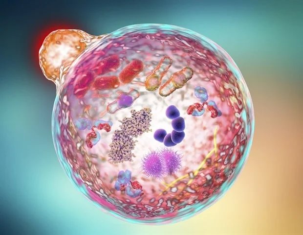 Researchers uncover how Atg2 drives autophagosome formation Researchers uncover how Atg2 drives autophagosome formation