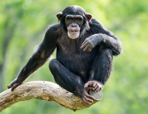 Study reveals evolutionary advantage of human heel-first walking style Study reveals evolutionary advantage of human heel-first walking style