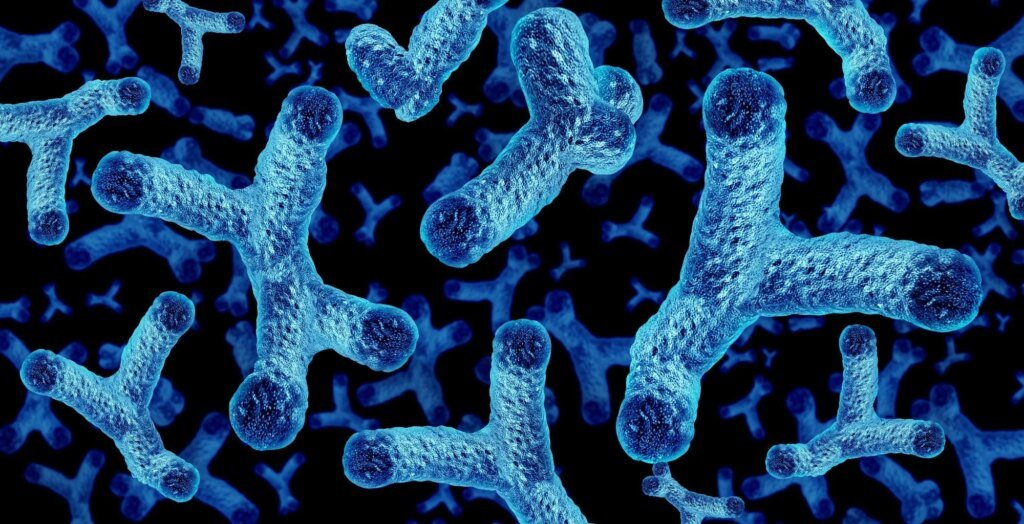 Why one gut microbe is attracting attention in heart failure research