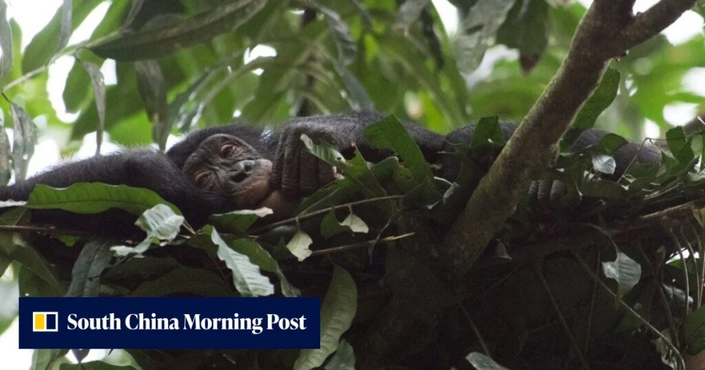 Why sleeping less than apes helped humans become Earth’s dominant species