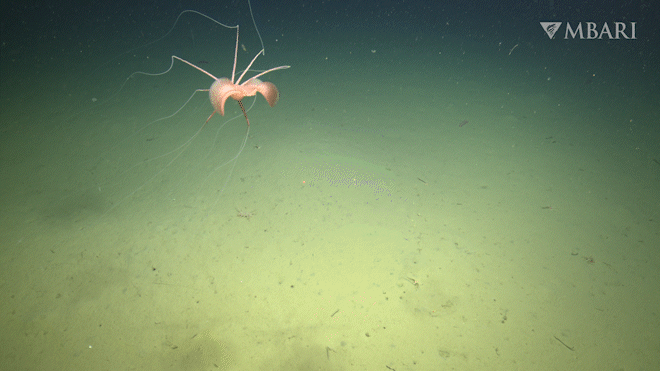 Watch the first-ever footage of a rare deep-sea squid in the northeastern Pacific Watch the first-ever footage of a rare deep-sea squid in the northeastern Pacific