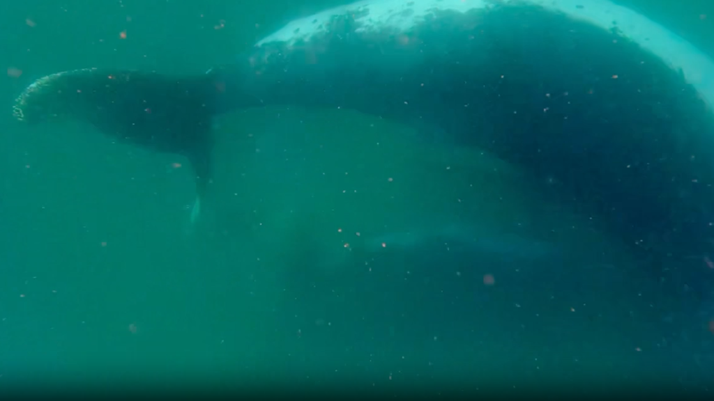 ‘It is extremely rare to witness’: Scientists record humpback whale mom grieving her stillborn calf in first-of-its-kind footage ‘It is extremely rare to witness’: Scientists record humpback whale mom grieving her stillborn calf in first-of-its-kind footage
