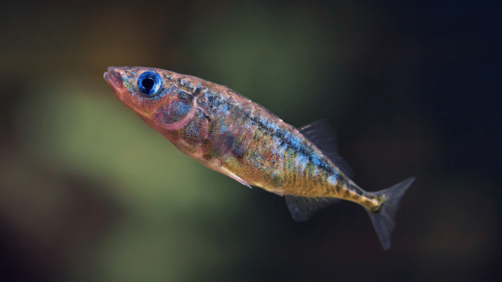 These fish rely on teamwork to find food in murky water