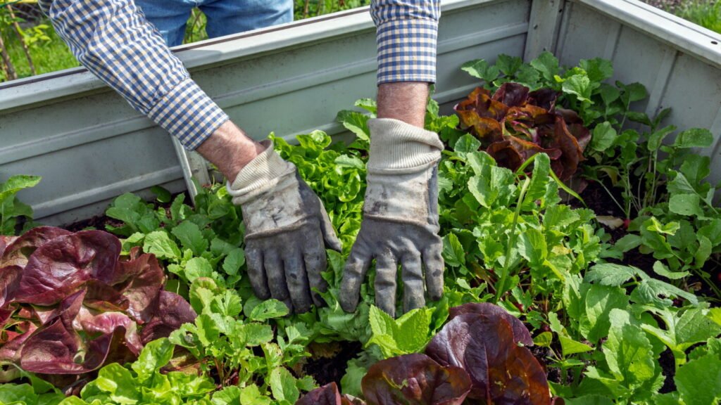 Is it safer to grow your own vegetables? ‘It depends’ : NPR