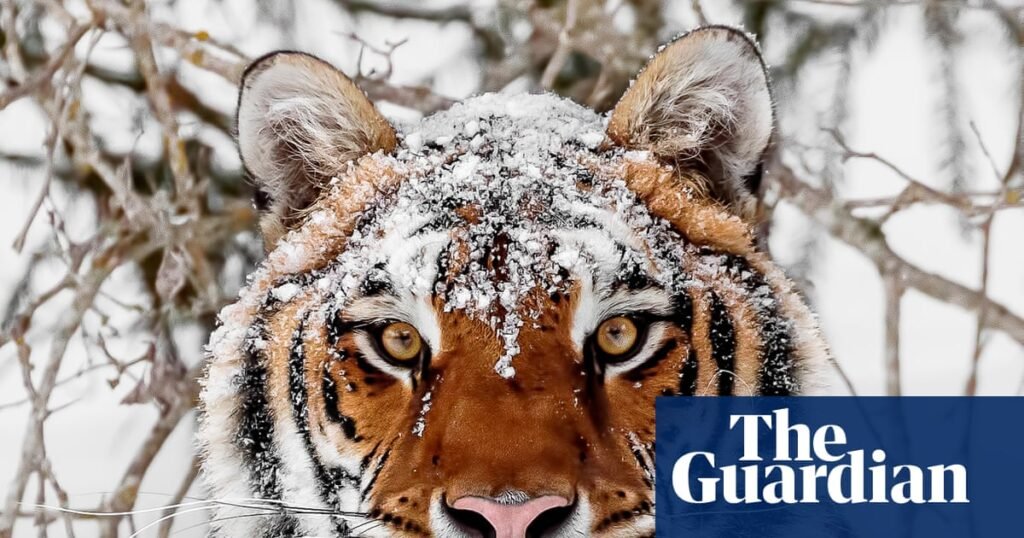 World must change way it produces food to avoid biodiversity collapse, says WWF | WWF World must change way it produces food to avoid biodiversity collapse, says WWF | WWF