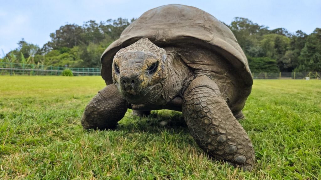 Scientists discover genetic traits that may explain 194-year-old tortoise’s impressive longevity