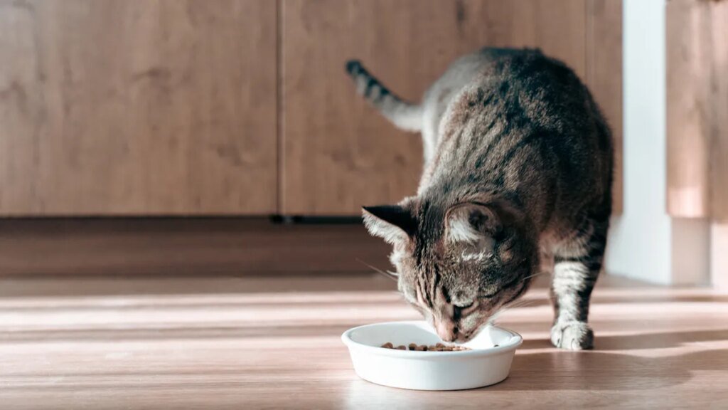 Study finds heavy metals in 99% of tested cat food Study finds heavy metals in 99% of tested cat food