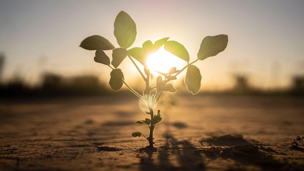 Will plants survive climate change? The ‘Great Dying’ reveals clues about their resilience.