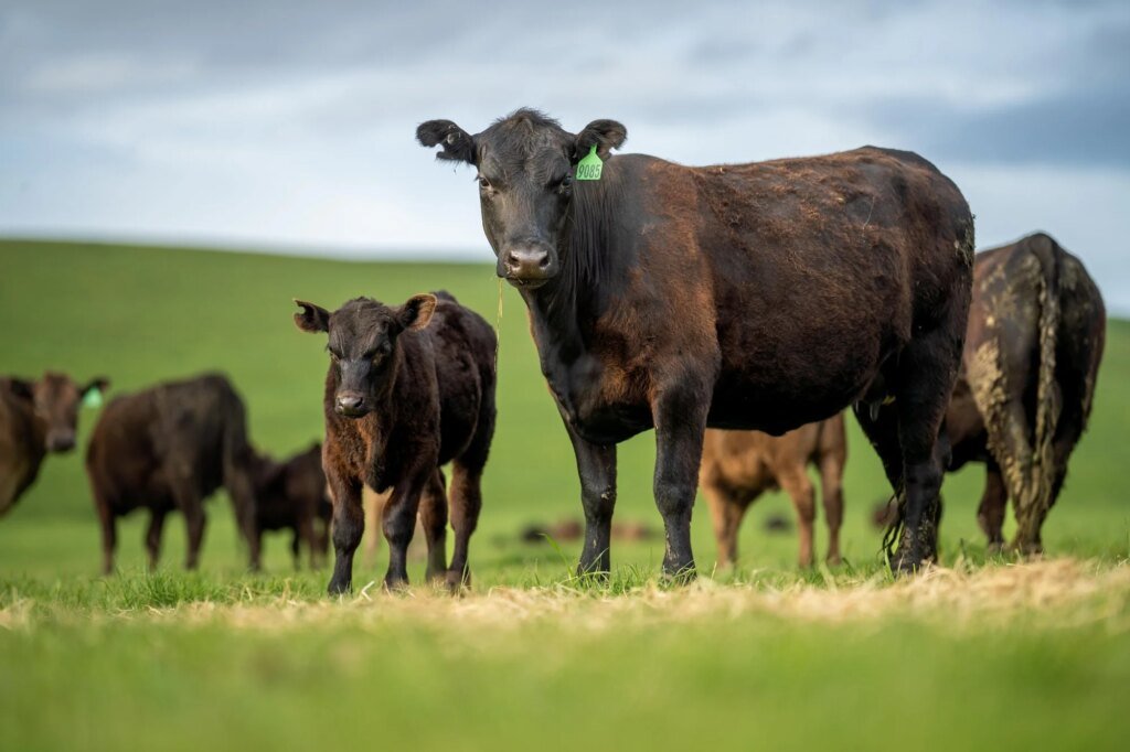 Beef can fit into healthy diets, but what about its environmental cost?
