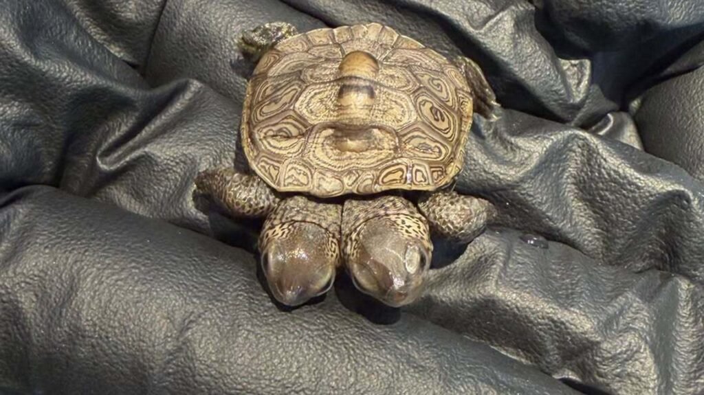 Rare two-headed turtle hatchling discovered on Cape Cod Rare two-headed turtle hatchling discovered on Cape Cod