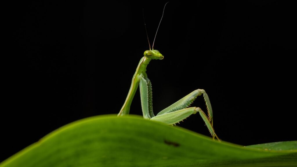 ‘Sexy Mantis,’ obscene orangutan and prancing sparrowhawk feature in 2026 Nikon Comedy Wildlife Awards