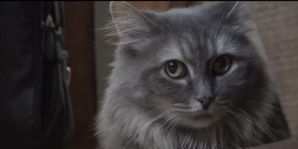 Cat food investigation finds toxic contaminants across nearly all brands Cat food investigation finds toxic contaminants across nearly all brands