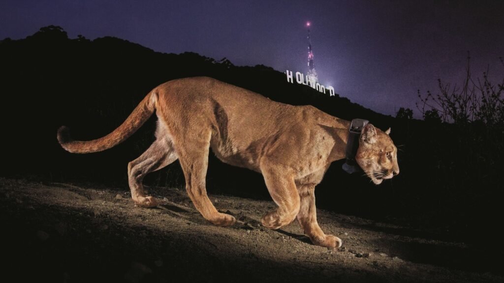 Photojournalist Steve Winter on his iconic Hollywood puma image, the illegal tiger trade and having a black panther knock on his door Photojournalist Steve Winter on his iconic Hollywood puma image, the illegal tiger trade and having a black panther knock on his door