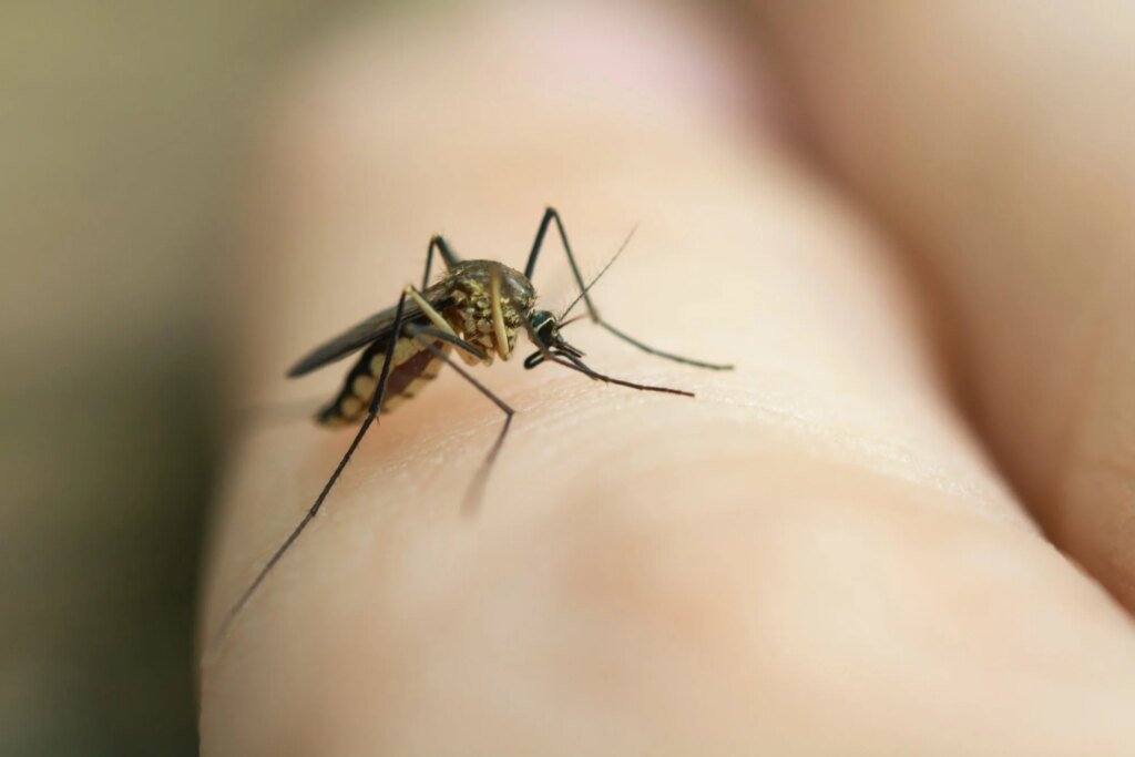 Why is dengue spreading while malaria has declined?