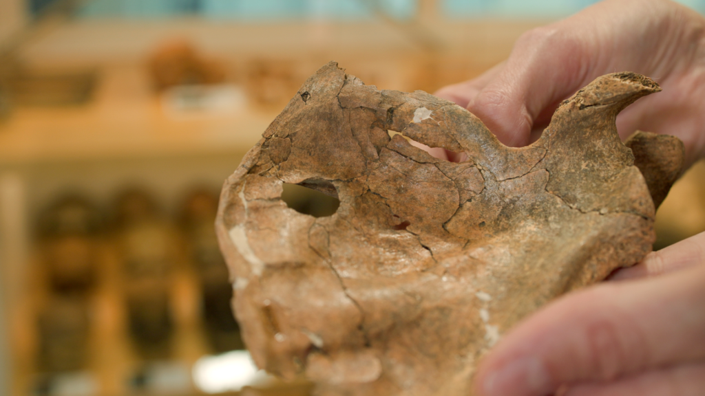 ‘An intended kill shot directed towards the heart’: Neanderthal may have died in wooden spear attack 75,000 years ago, study suggests