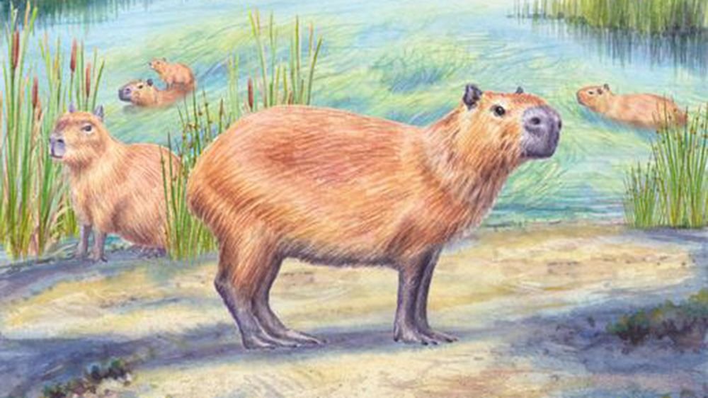 ‘Freakish’ discovery of 9 million-year-old capybara tooth supports idea that Atacama wasn’t always a desert ‘Freakish’ discovery of 9 million-year-old capybara tooth supports idea that Atacama wasn’t always a desert