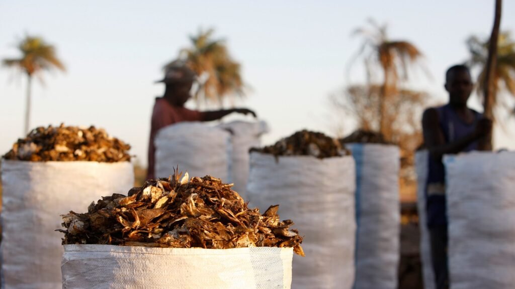 ‘They cannot compete with the prices that fish factories will pay’: How demand for fish meal takes priority over feeding people ‘They cannot compete with the prices that fish factories will pay’: How demand for fish meal takes priority over feeding people