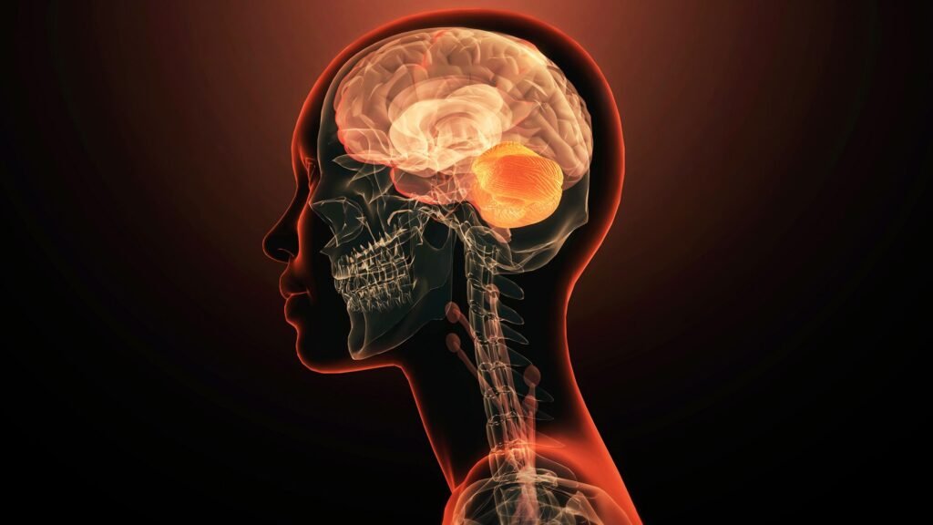 The brain may have arisen from 2 separate nervous systems that got squished together, study suggests The brain may have arisen from 2 separate nervous systems that got squished together, study suggests