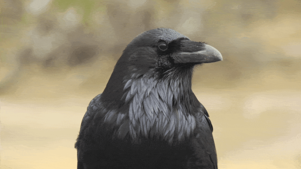 Crows may make lightning-fast decisions, sometimes twice as fast as humans, study hints