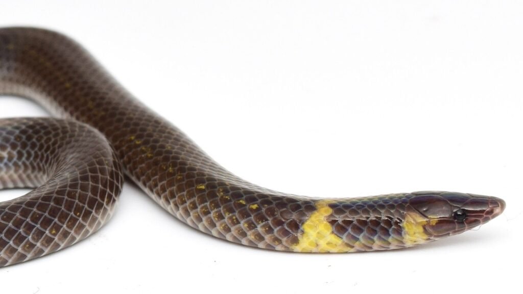 Watch bizarre snake ‘cartwheel’ away from danger at more than 12 feet per second