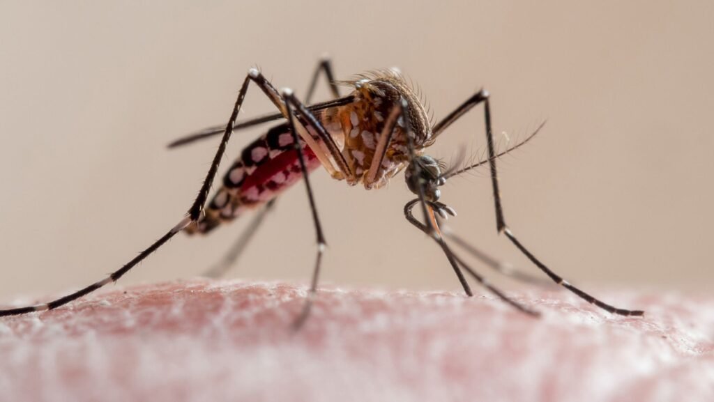 Why are dengue cases surging in Florida this year? An ‘unlucky’ combination of factors, experts say Why are dengue cases surging in Florida this year? An ‘unlucky’ combination of factors, experts say