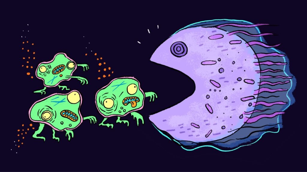 Zombified cells may drive aging, and scientists are devising new ways to get rid of them Zombified cells may drive aging, and scientists are devising new ways to get rid of them